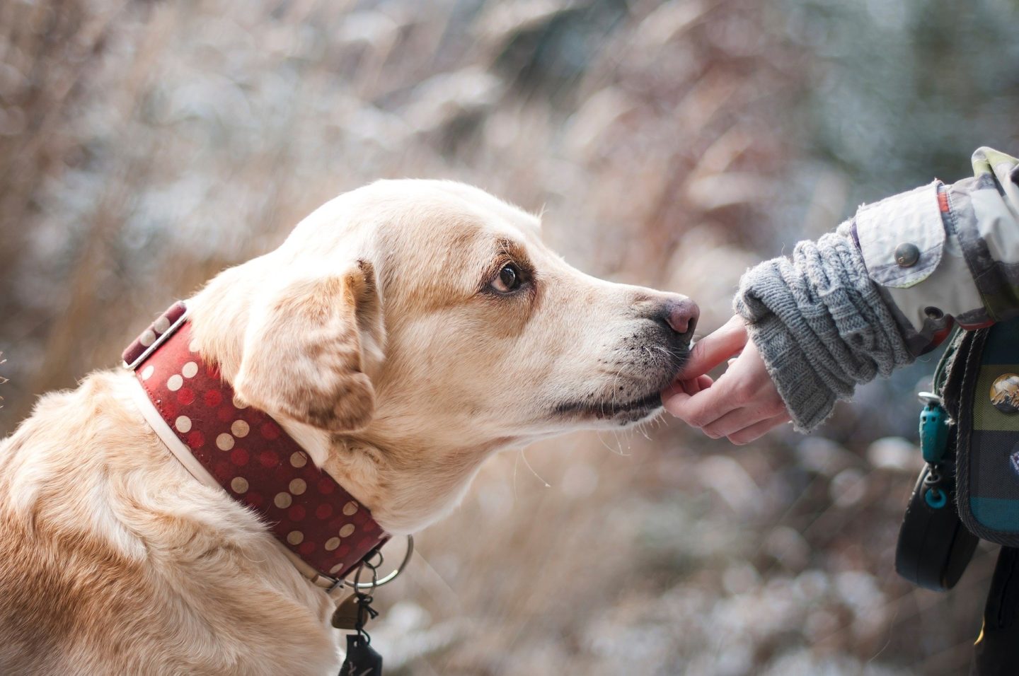 AD: Ideas for Christmas gifts for pets - dog getting a treat. 