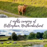 Image of a cow and a pond with the text '2 nights camping at Bellingham, Northumberland