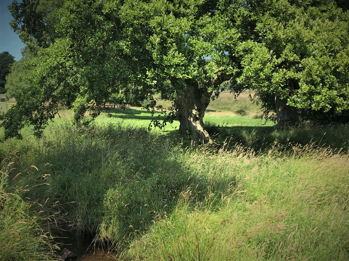 Tree in a meadow