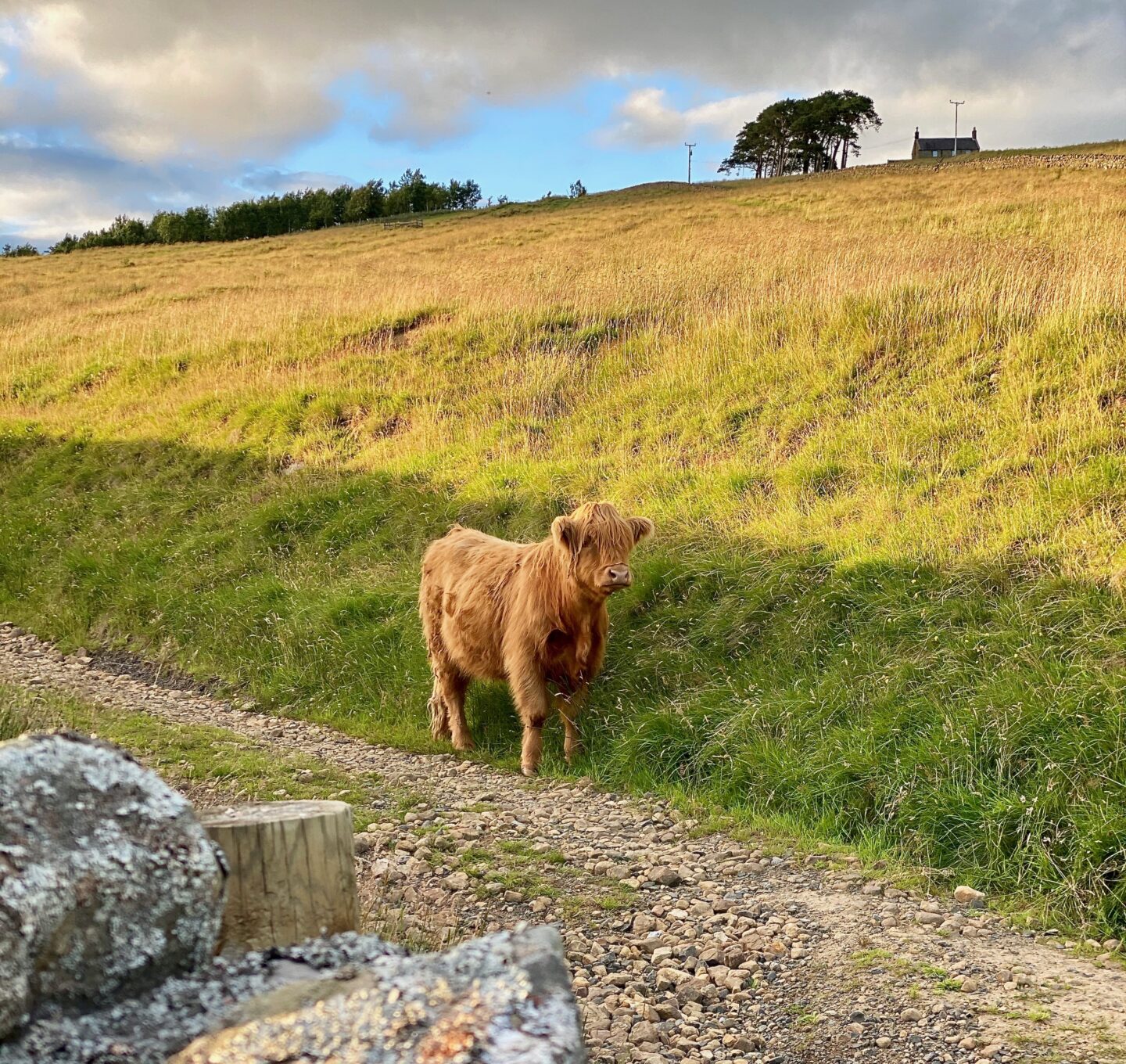 A beautiful brown cow with a big fringe