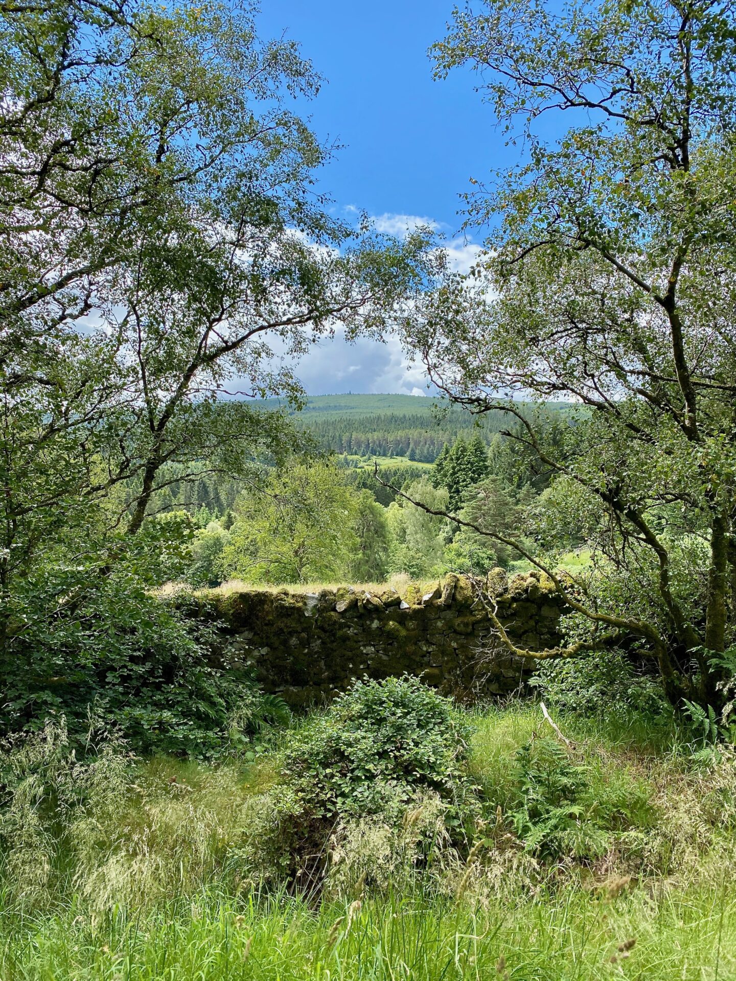 A picturesque view of a stone wall and trees