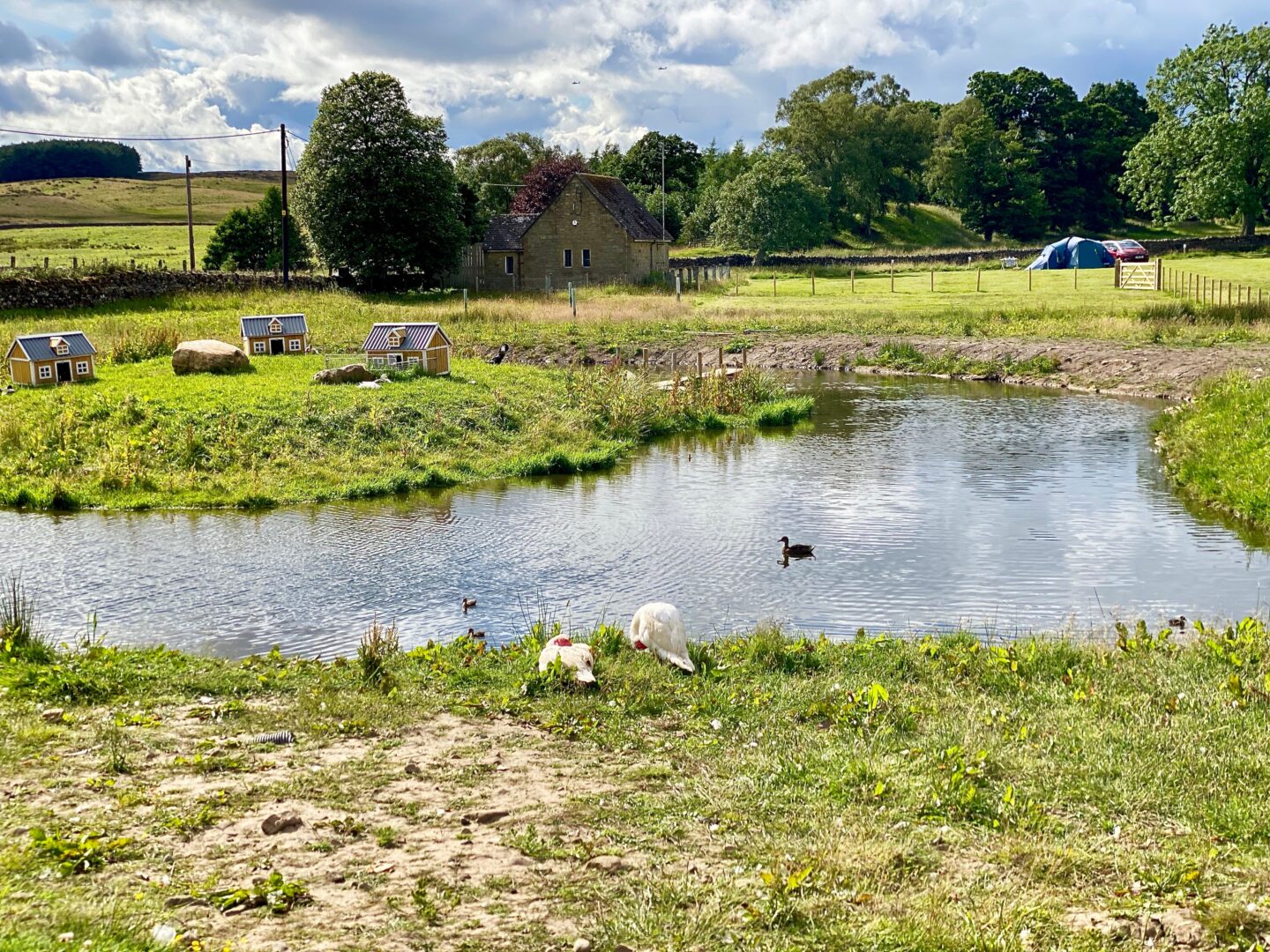 A pond with ducks on a campsite