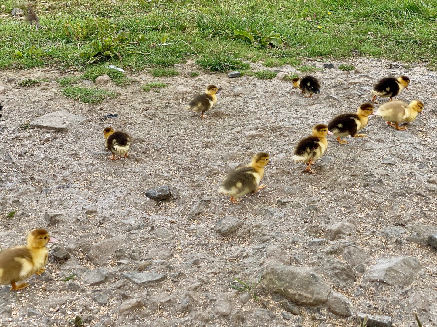 9 yellow and black ducklings at the Boe Rigg pond