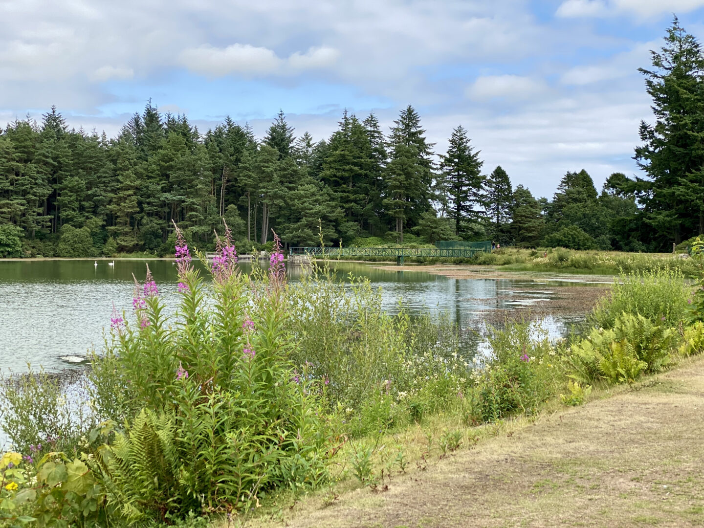 Crombie Park loch with fireweed and trees