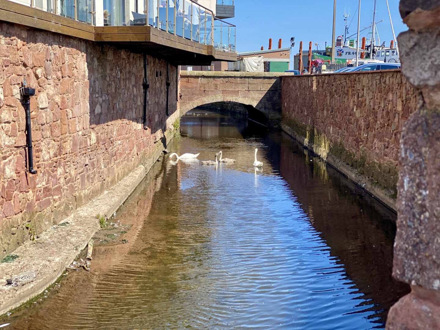 Some swans at the canal at Arbroath Harbour