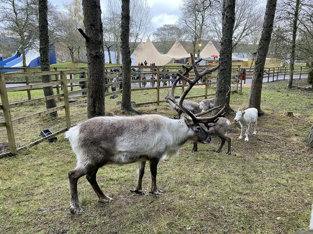 Some reindeers in a grassed area including one with very large antlers 