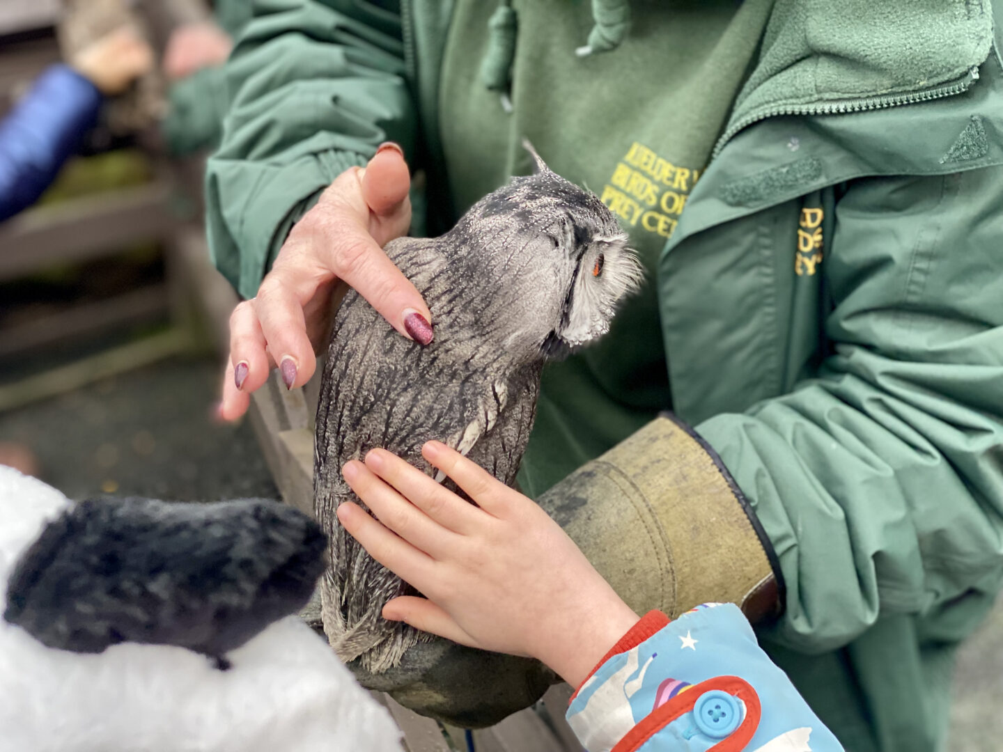 A child strokes a small grey owl