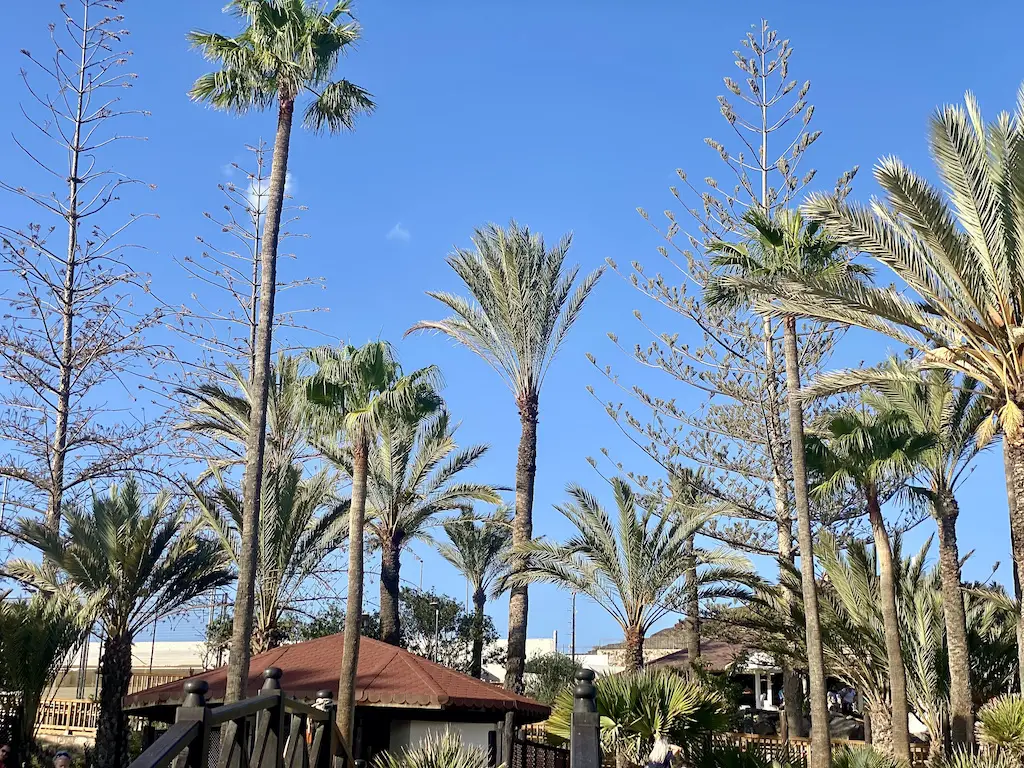 Palm trees against a blue sky