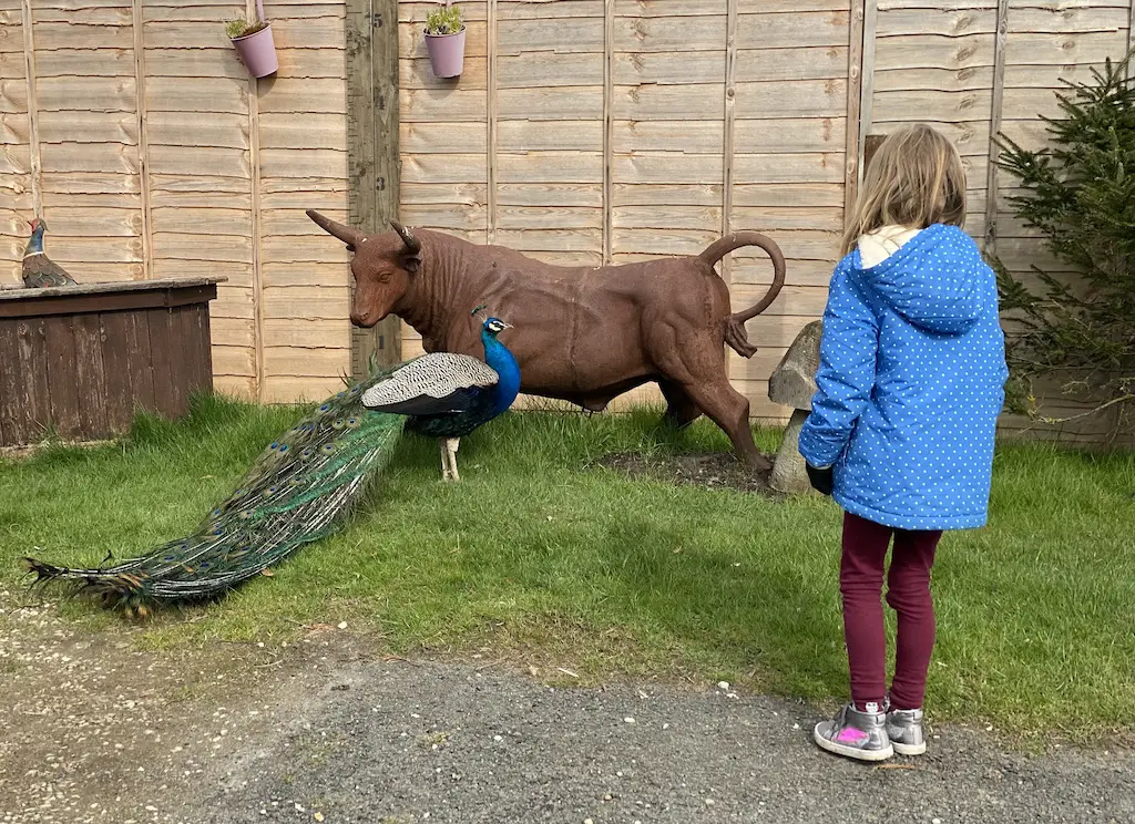 Girl looking at peacock